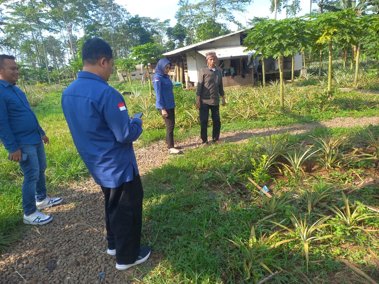 Penyidikan Kasus Bibit Nanas Rp60 Miliar Berlanjut ke Subang Tim Penyidik Periksa Petani Penyedia di Lokasi Penangkaran