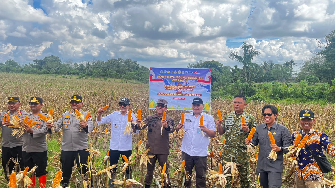 Panen Raya Jagung Serentak Kuartal II 2026 Kabupaten Enrekang